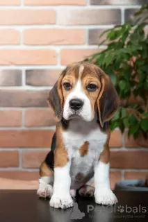 Photo №3. Healthy cute Beagle puppies available now for sale. United States