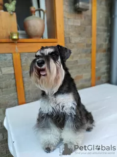 Additional photos: Miniature schnauzer puppies