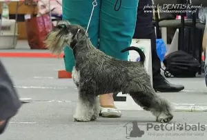 Additional photos: Beautiful miniature schnauzer puppies FCI