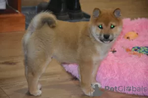 Photo №3. Beautiful shiba inu. Austria