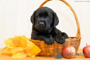 Photo №2 to announcement № 8182 for the sale of labrador retriever - buy in Russian Federation breeder