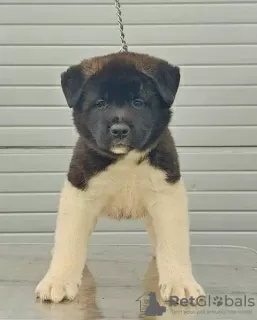 Photo №3. American Akita, puppies. Serbia