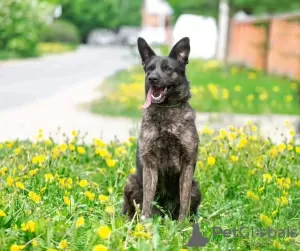 Additional photos: Eva is a playful and good-natured dog looking for a home!