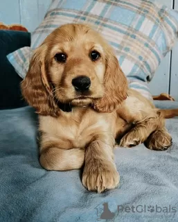 Photo №1. american cocker spaniel - for sale in the city of Patras | 317$ | Announcement № 78613