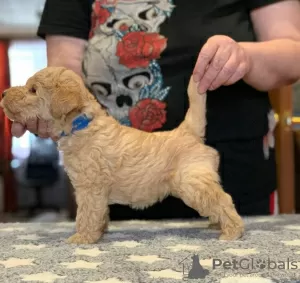 Photo №3. Lakeland terrier puppies. Russian Federation