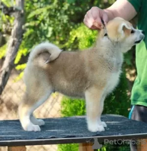 Additional photos: Akita Inu