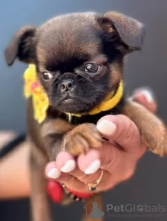 Additional photos: Brussels Griffon male puppies for sale