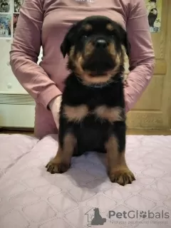 Photo №3. Selling Rottweiler puppies with pedigree KSU from pedigree parents. Ukraine