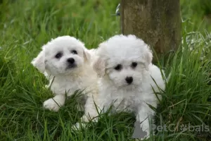 Photo №3. Purebred Bichon Frize puppies available now. Germany