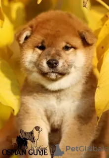 Photo №2 to announcement № 122227 for the sale of shiba inu - buy in Ukraine from nursery