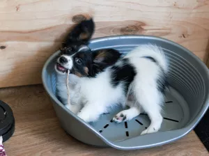 Additional photos: Papillon puppy