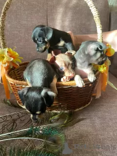 Additional photos: Selling toy terrier puppies