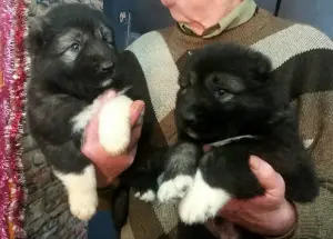 Photo №1. caucasian shepherd dog - for sale in the city of White church | 401$ | Announcement № 4569