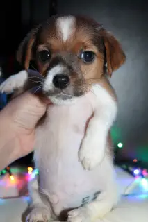 Additional photos: Jack Russell Terrier