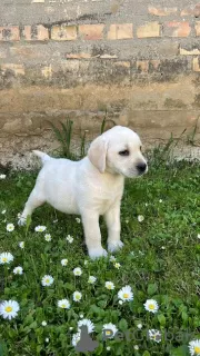 Photo №2 to announcement № 100940 for the sale of labrador retriever - buy in Serbia breeder