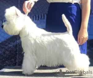 Additional photos: West Highland White Terrier puppy from International Champion