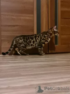 Additional photos: Wonderful Bengal kittens