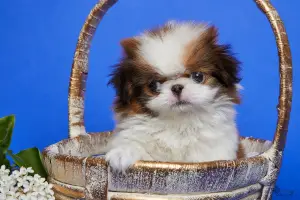 Photo №4. I will sell japanese chin in the city of St. Petersburg. from nursery - price - 865$