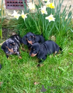 Photo №1. dachshund - for sale in the city of Auckland | 498$ | Announcement № 18624