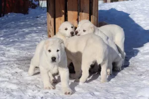 Photo №1. central asian shepherd dog - for sale in the city of Ulyanovsk | Negotiated | Announcement № 5593