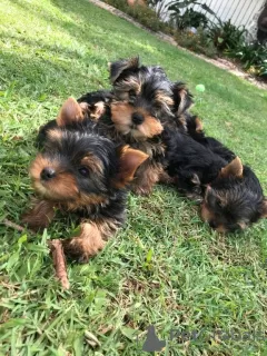 Photo №2 to announcement № 129625 for the sale of yorkshire terrier - buy in Germany 