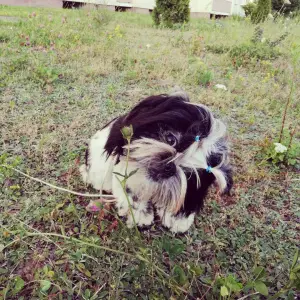 Additional photos: 2 cute Shih Tzu sisters - MM.lv