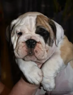 Additional photos: English bulldog