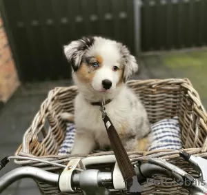 Photo №1. australian shepherd - for sale in the city of Klaipėda | 370$ | Announcement № 127602