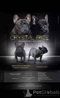 Photo №1. french bulldog - for sale in the city of Gaj | negotiated | Announcement № 111929