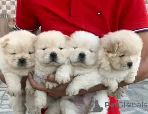 Photo №1. chow chow - for sale in the city of Сало | negotiated | Announcement № 54793