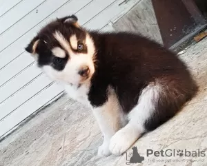 Photo №3. Husky babies. Finland