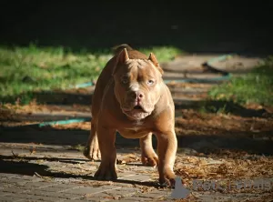 Photo №4. I will sell american bully in the city of Москва. from nursery - price - 1041$