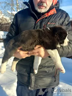 Photo №3. Promising puppies CAO (alabay). Belarus