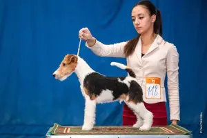 Photo №1. fox terrier - for sale in the city of Irkutsk | 284$ | Announcement № 1475