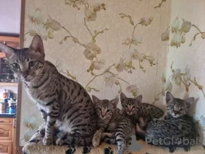 Photo №2 to announcement № 118537 for the sale of savannah cat - buy in Estonia breeder