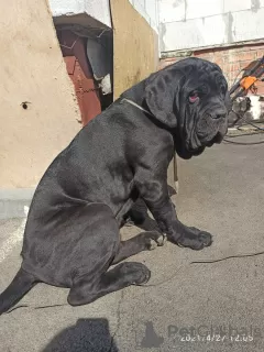 Additional photos: Neapolitan Mastiff puppies are the best