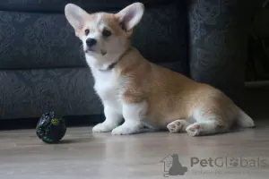 Additional photos: Puppies of Italian blood