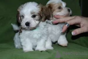 Additional photos: Havanese puppies