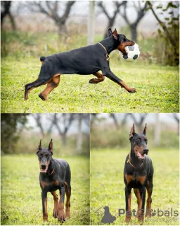 Photo №1. dobermann - for sale in the city of Loznica | negotiated | Announcement № 124058