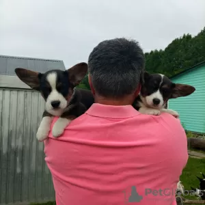 Photo №1. welsh corgi - for sale in the city of Москва | 325$ | Announcement № 52595