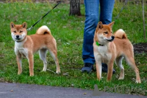 Additional photos: Shiba Inu puppies