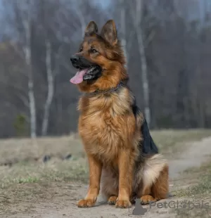 Additional photos: Elite litter of long-haired German shepherds