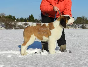 Additional photos: Puppies of saint bernard