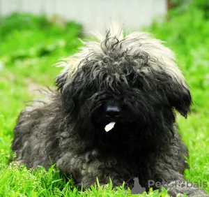 Additional photos: Hungarian PULI puppies (shepherd in dreadlocks)