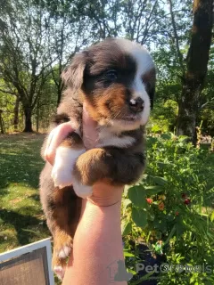 Photo №2 to announcement № 111390 for the sale of australian shepherd - buy in United States private announcement