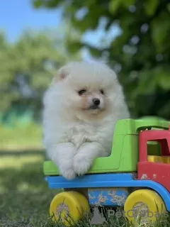 Photo №2 to announcement № 72161 for the sale of pomeranian - buy in Belarus 