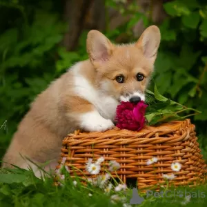 Photo №3. Welsh corgi pembroke. Russian Federation