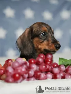 Additional photos: Wirehaired dachshund rabbit puppies, boys, 3 months