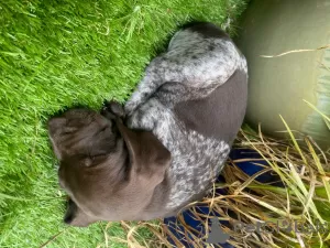 Additional photos: German Shorthaired Pointer Puppies for sale