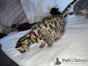 Photo №2 to announcement № 126349 for the sale of bengal cat - buy in Germany private announcement